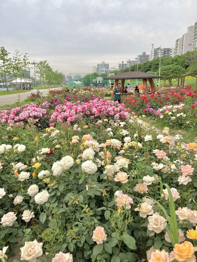 🌹장미의 계절 5월, 안양천 가족정원 장미원 나들이