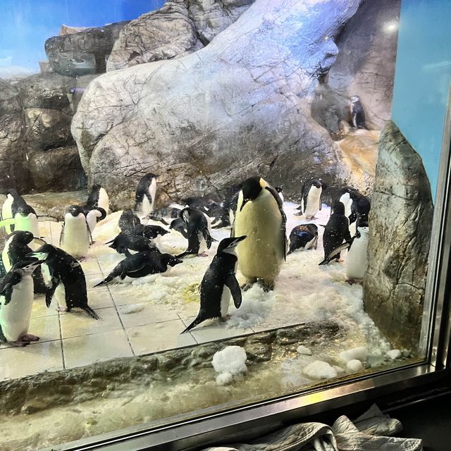 【和歌山】和歌山に行ってパンダに会おう！