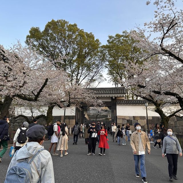 東京最美夜櫻之一🌸 – 千鳥之淵