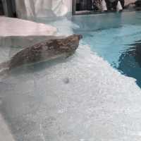 【ぜひ遊びに行って欲しい！】大阪最大の水族館