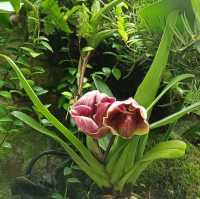 Free Entry Into Singapore Orchid Garden