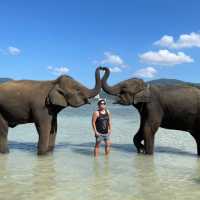 Elephant Swims @Lucky Beach, Tri Trang