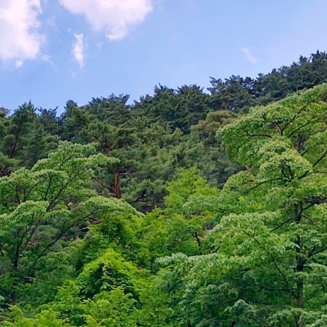 🍃 강릉 대관령의 초록초록한 공기가 담긴 대관령자연휴양림