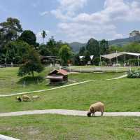 Lansaka sheep farm : คาเฟ่ฟาร์มแกะ ลานสกา