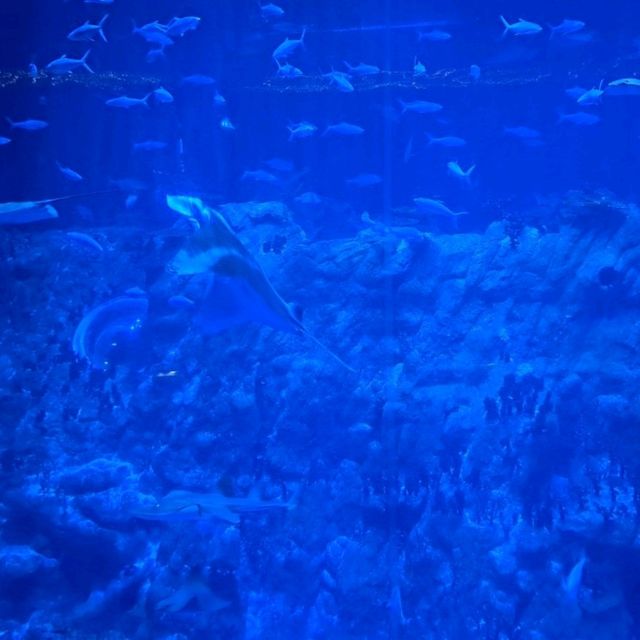 水族館主題高級餐廳🐟🐠邊食邊睇魚😍午餐美食分享👍