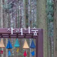제주도의 숨은 비경 사려니숲
