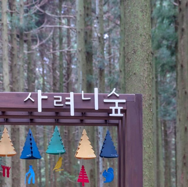제주도의 숨은 비경 사려니숲