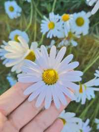 🌼요즘 가을 꽃사진 찍는 방법🌼