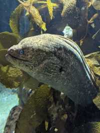 Monterey Bay Aquarium 