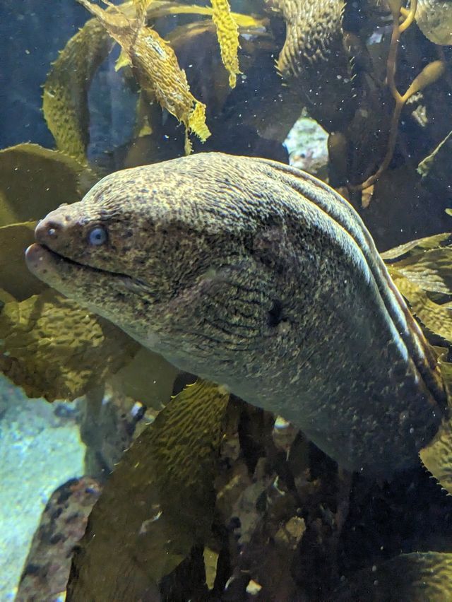 Monterey Bay Aquarium 