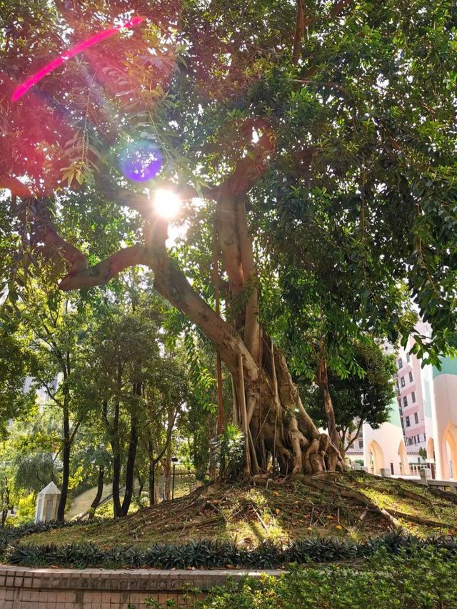 🐵🌳🚂西遊記夢幻之境～鳳德公園🐵🌳🚂