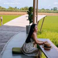 ชะตาธรรมชาติ 🌾คาเฟ่กลางทุ่งนา นครปฐม 