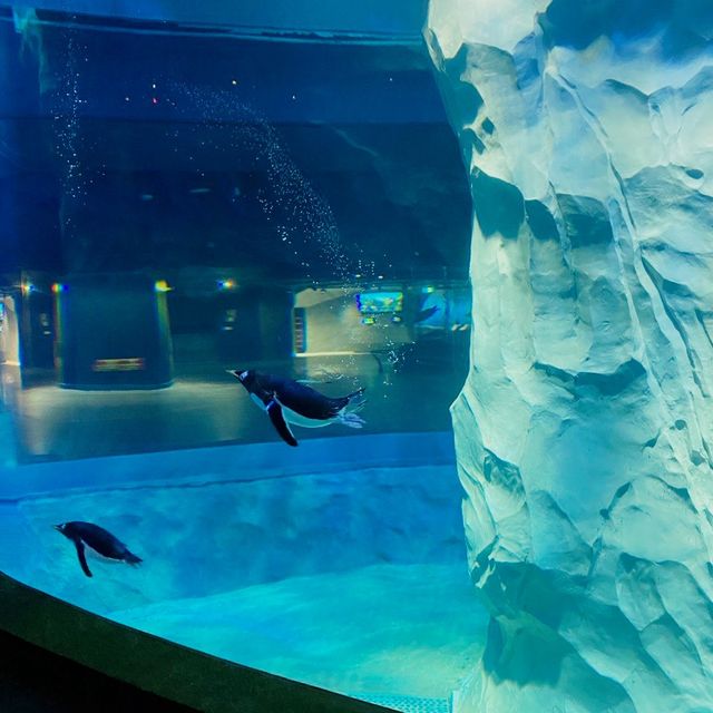 Penguin Cove at Bird Paradise