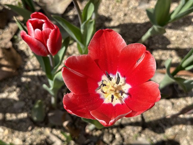 本地遊 | 大埔Lake House | 大紅鬱金香賀新年