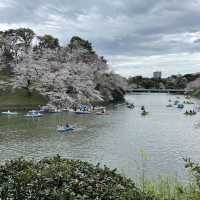 千鳥ヶ淵縁道の桜