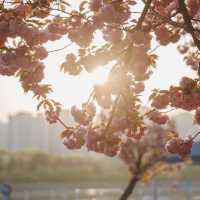 서울 근교 겹벚꽃 명소 미사경정공원 