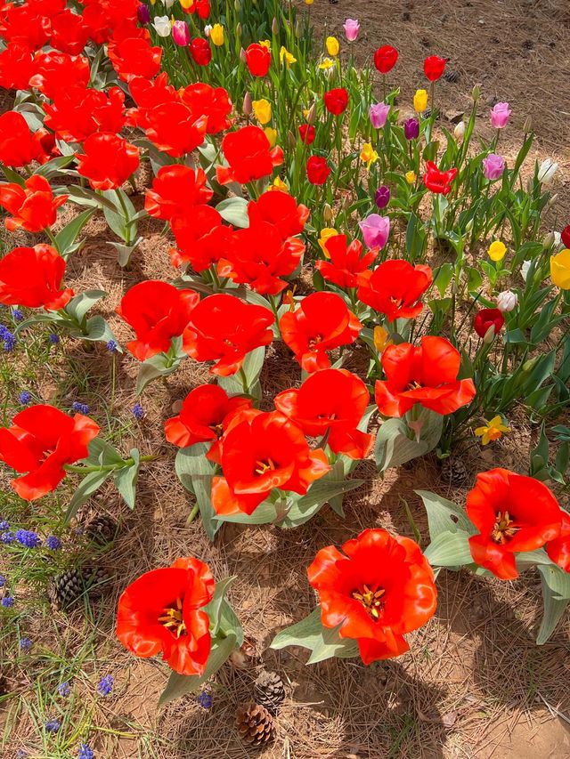 튤립과 유채를 한번에 볼 수 있는 봄꽃명소🌸🌷