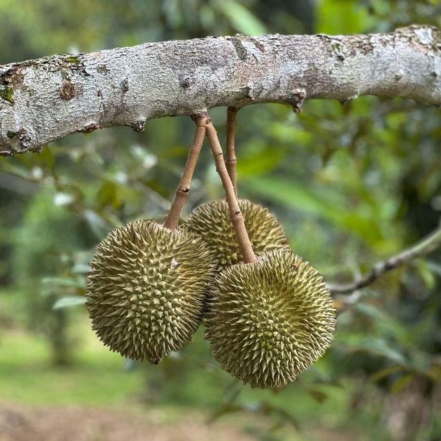 ตะลุยกินทุเรียนหน้าสวน จ. พังงา