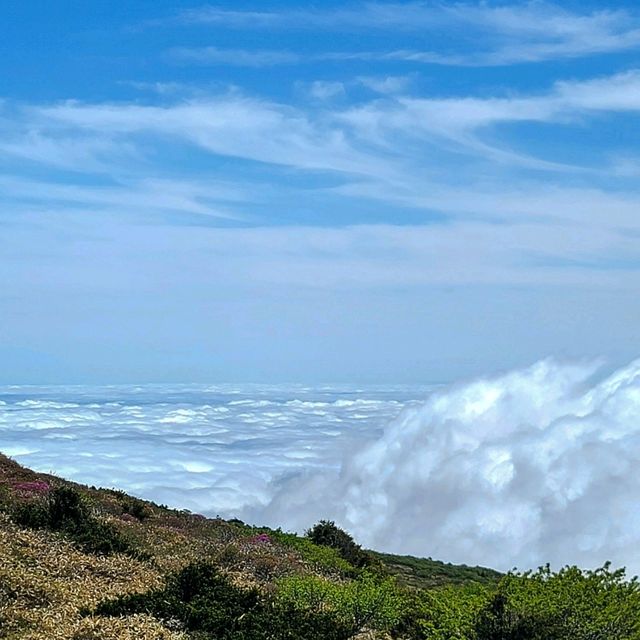 제주 한라산 등산 남벽 