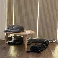 คาเฟ่แมวสุดหนุบหนับ 🐈 Mali Cat Cafe Bangsaen