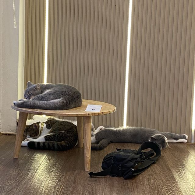 คาเฟ่แมวสุดหนุบหนับ 🐈 Mali Cat Cafe Bangsaen