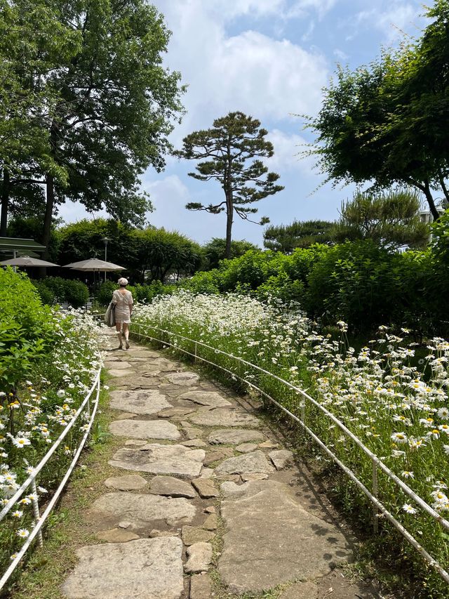 강화에 가면 꼭 들려야하는 🍳🌼 샤스타데이지꽃이 만발한 ‘마호가니’ 