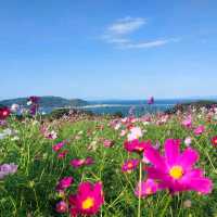 Nokonoshima Island Park เกาะดอกไม้แห่งFukuoka