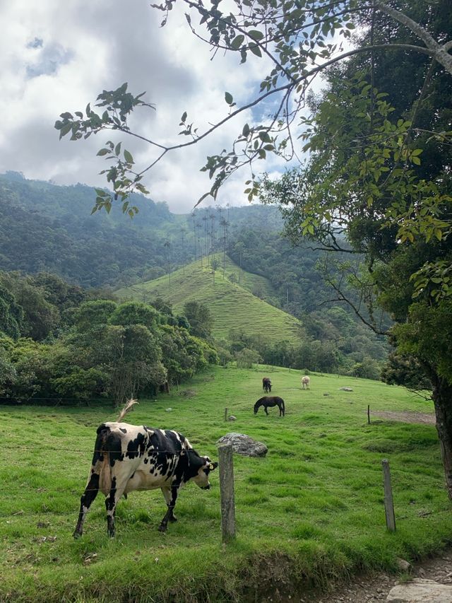 Picturesque scenery in Salento, Colombia