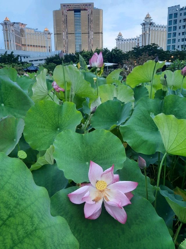 城中荷花🌸