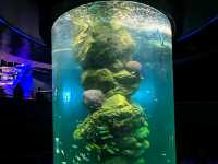 Bangsaen Aquarium 