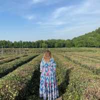 The dreamy teas gardens of Hangzhou 