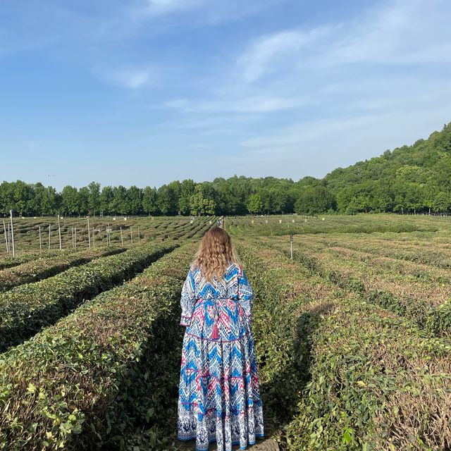 The dreamy teas gardens of Hangzhou 