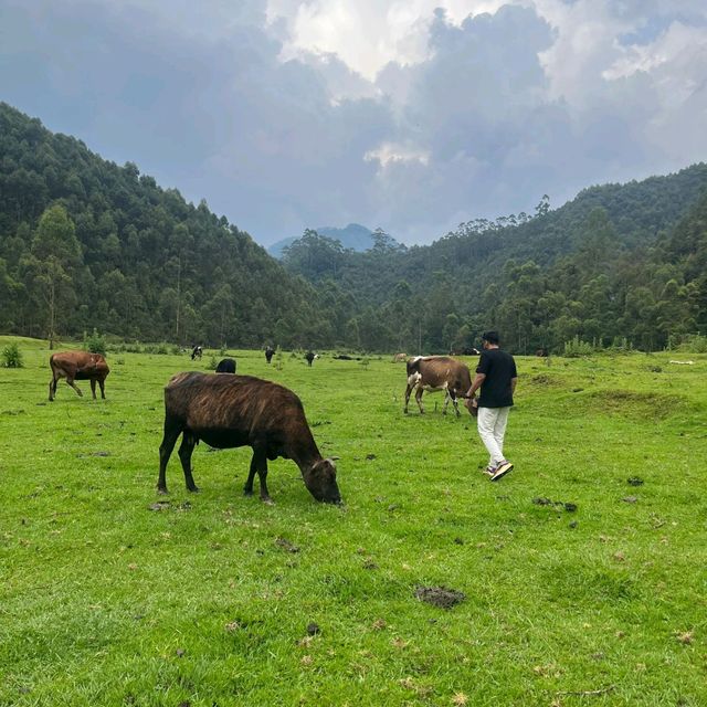 Munnar - Switzerland of India 🇮🇳 