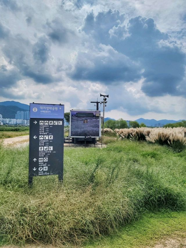 부산에서도 예쁜 팜파스를 볼수 있어요🌾