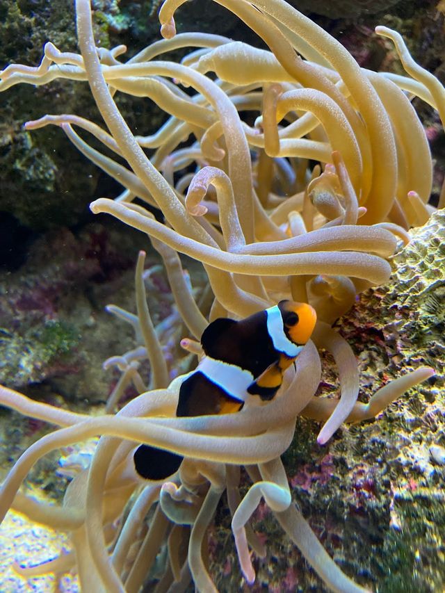 Underwater World Langkawi ✨