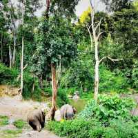 Wonderful Patara Elephant Farm 