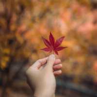 Beautiful Autumn Viewof Hwadam Botanic Garden