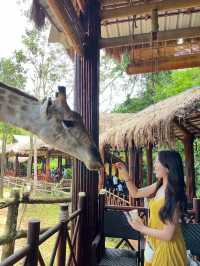 기린이랑 사진찍기📸 푸꾸옥 빈펄사파리🦒