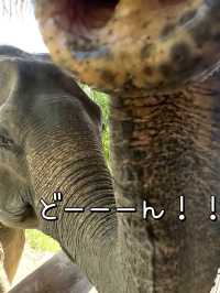 【タイ】象さんがお部屋までモーニングコールに来てくれるお宿🐘💘