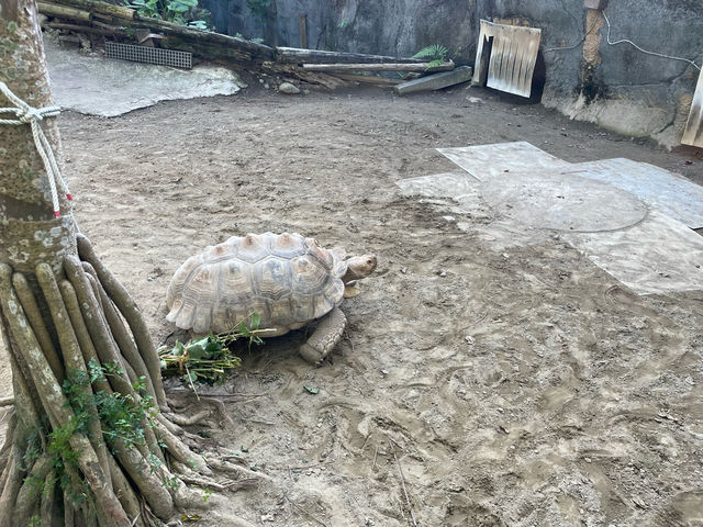 台北假日熱門景點，台北市立動物園