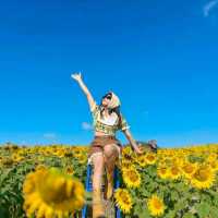 ทุ่งทานตะวันเขาใหญ่ บานสะพรั่งรับลมหนาว🌻