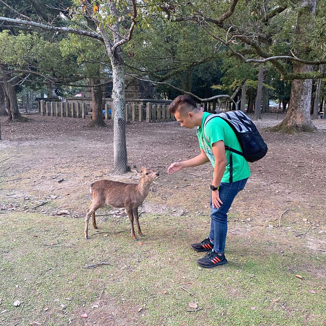 Warming up with deers in Nara 