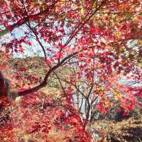 「上野恩賜公園」11月底～12月初，賞紅葉好去處