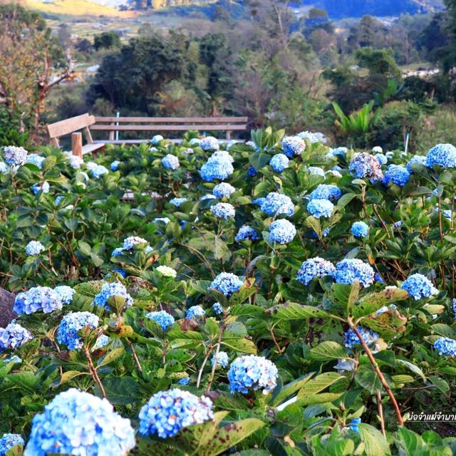 เที่ยวสวนไฮเดรนเยีย ดอยอินทนนท์ เชียงใหม่