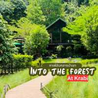 คาเฟ่กลางป่าเขา Into the forest กระบี่