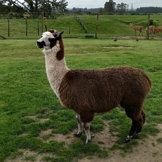 紐西蘭觀光牧場【愛歌頓Agrodome】半日體驗