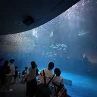 Fun filled time at Nagoya Port Aquarium 