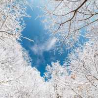 The beauty of Daedunsan covers by snow 
