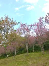 Pink flower mountain in Thailand