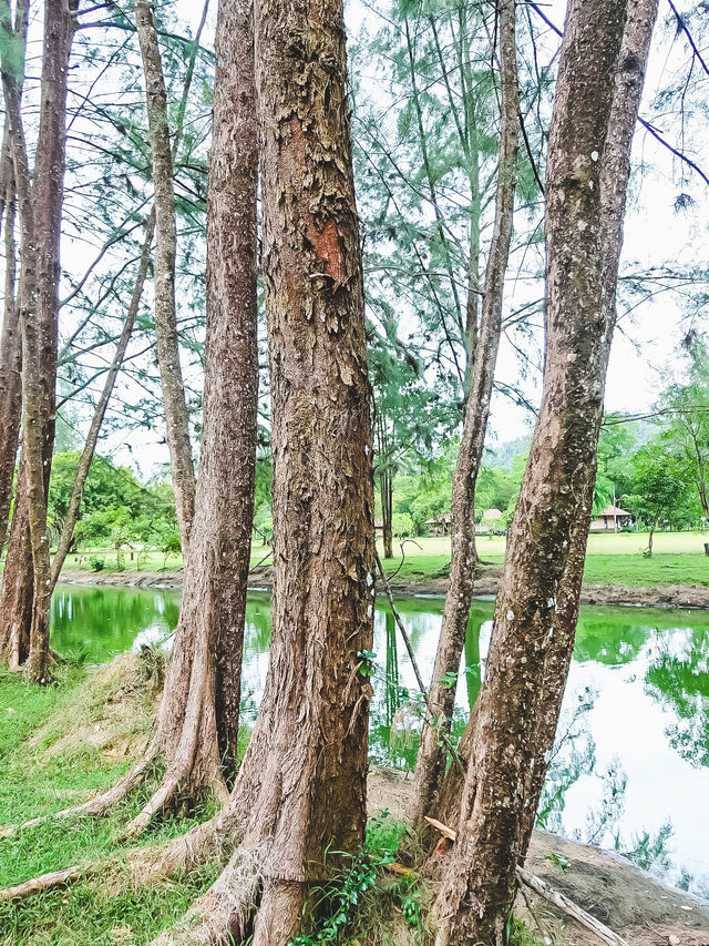 เดินเล่นริมหาด ชมทิวสน ที่หาดบางเบน